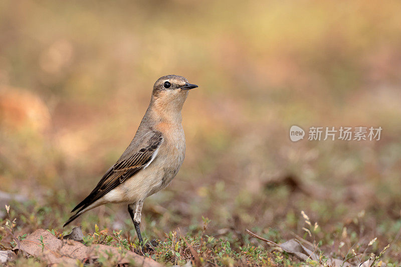 画眉鸟:成年北方麦穗或麦穗(Oenanthe Oenanthe)。